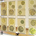 Bayer Materialscience Sandwich Structure - Translucent Design Elements for Interiors